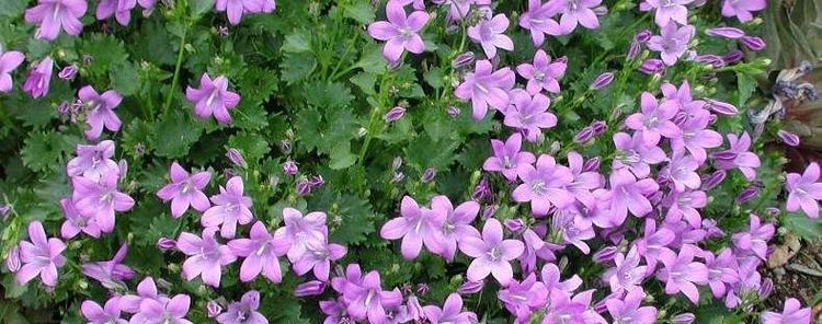 Campanula portenschlagiana, a species of flowering plant that bears purple flowers.