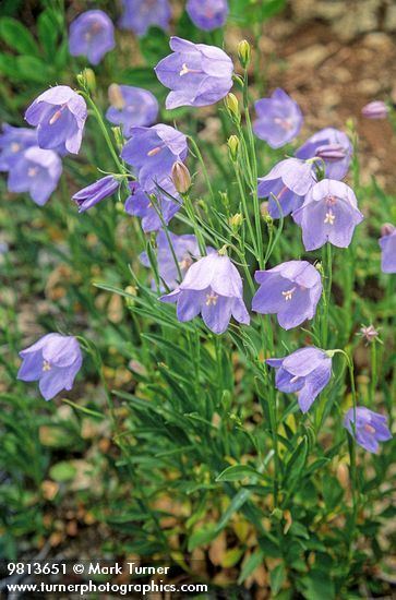 Campanula rotundifolia Campanula rotundifolia Scotch bluebell Wildflowers of the