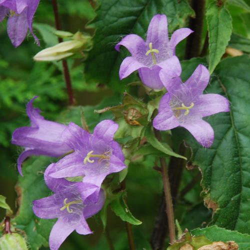 Campanula trachelium CAMPANULA TRACHELIUM SEEDS