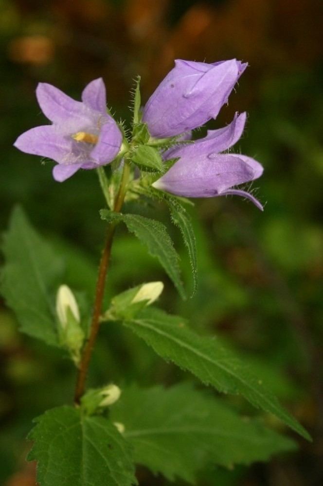 Campanula trachelium Campanula trachelium nettleleaved bellflower Go Botany