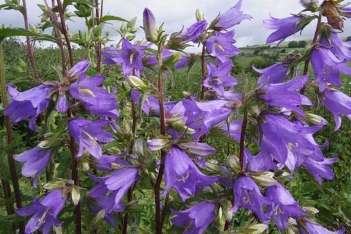 Campanula trachelium Campanula trachelium Nettleleaved Bellflower Wild Flowers