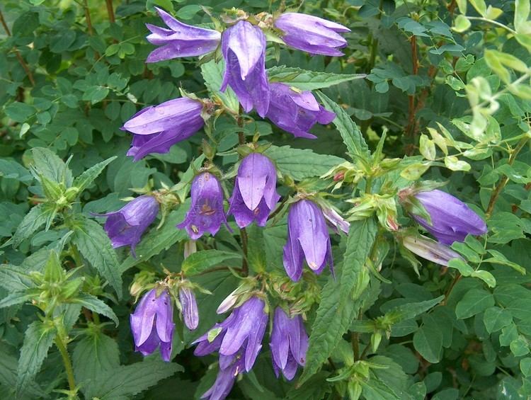 Campanula trachelium httpsuploadwikimediaorgwikipediacommons22