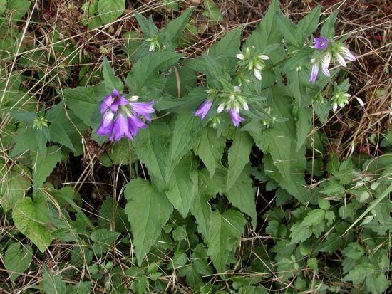 Campanula trachelium Campanula trachelium L bats in the belfry