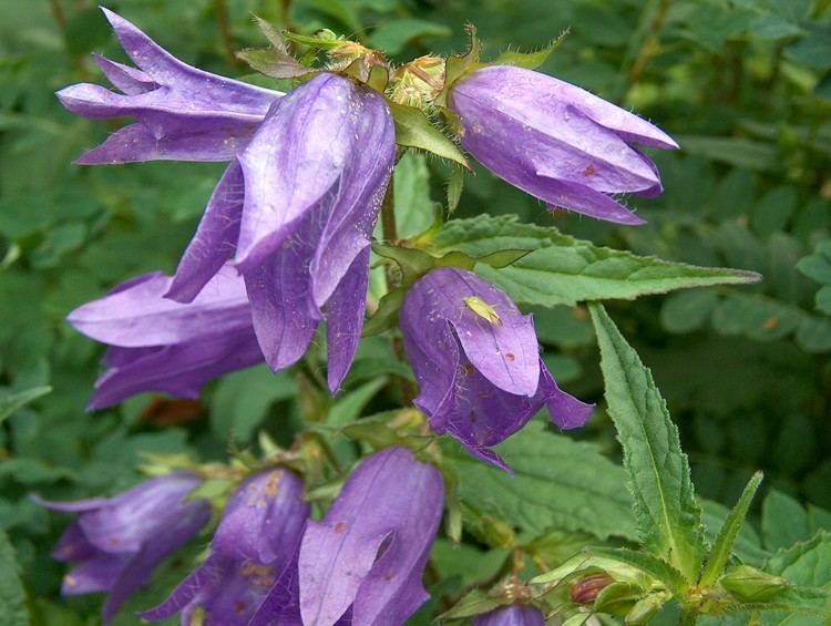 Campanula trachelium FileCampanula trachelium Varsankello H1652 CJPG Wikimedia Commons