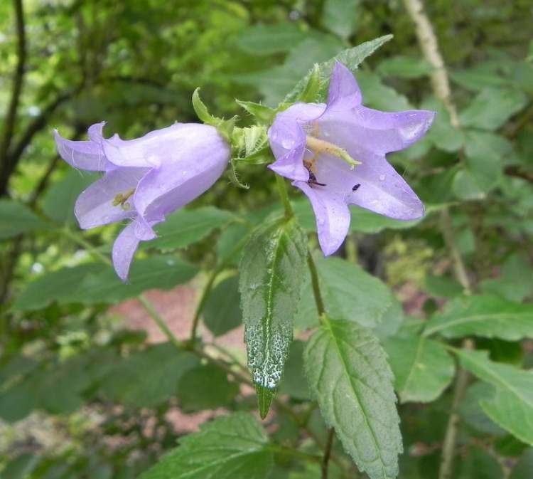 Campanula trachelium Nettle Leaved Bellflower 94044 common name Campanula trachelium