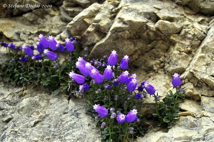 Campanula zoysii CalPhotos