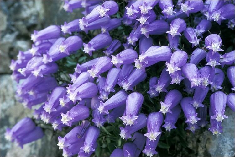 Campanula zoysii CalPhotos