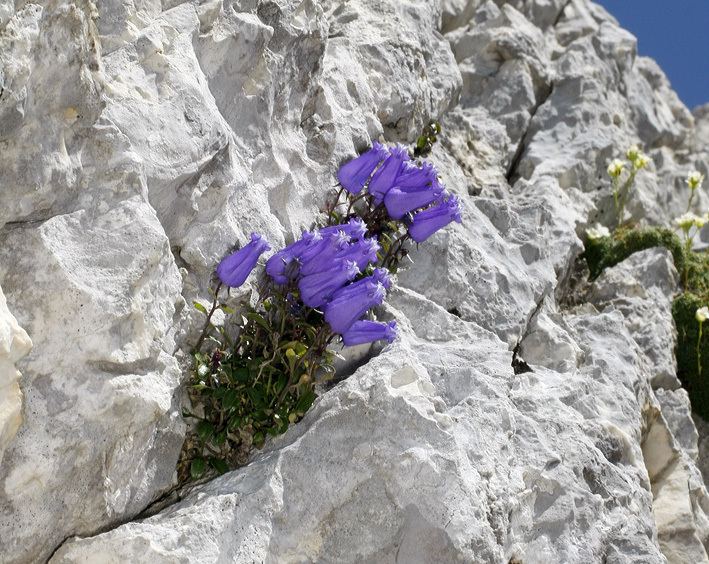 Campanula zoysii Julian Alps 2012 Alpine Plants