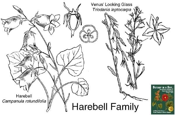 Campanulaceae Campanulaceae Harebell Family Identify plants and flowers