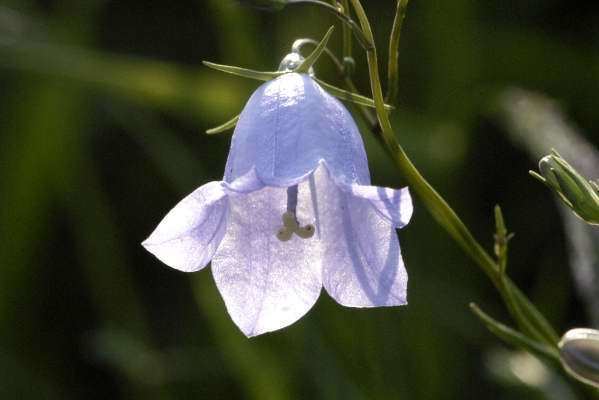 Campanulaceae Campanulaceae