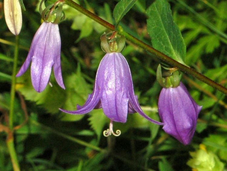 Campanulaceae FileCampanulaceae Campanula rapunculoides1JPG Wikimedia Commons