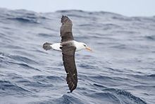Campbell albatross Campbell albatross Wikipedia