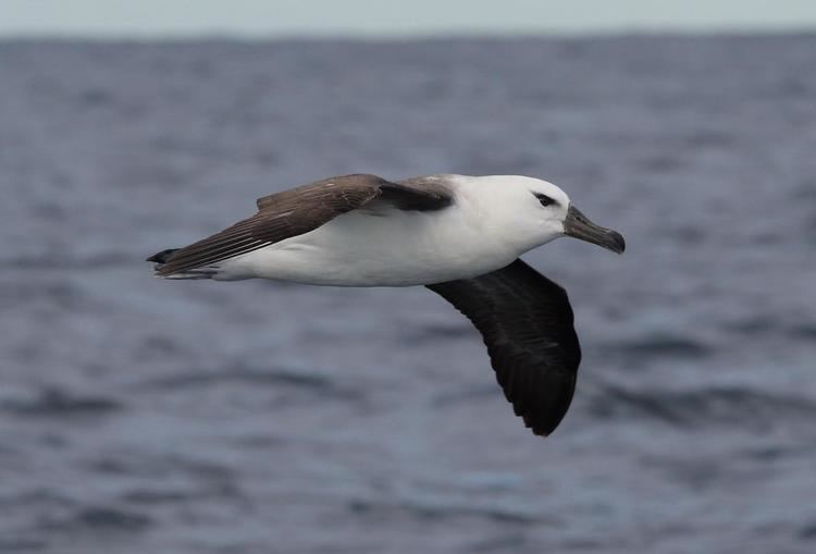 Campbell albatross Campbell blackbrowed mollymawk New Zealand Birds Online
