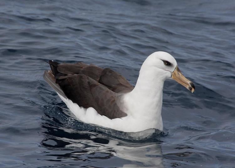 Campbell albatross nzbirdsonlineorgnzsitesallfiles1200134Campbe