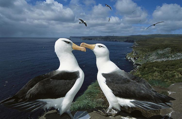 Campbell albatross Campbell Albatross Thalassarche Photograph by Tui De Roy