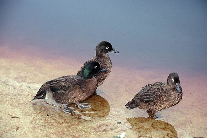 Campbell teal Campbell Island teal Wetland birds Te Ara Encyclopedia of New