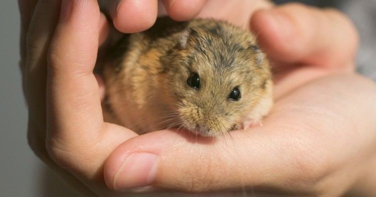 Kuneho Ni Angelo - The Campbell's dwarf Russian hamster (Phodopus  campbelli) grows to a maximum of 4 inches and has an average life expectancy  of two years. This is another social breed