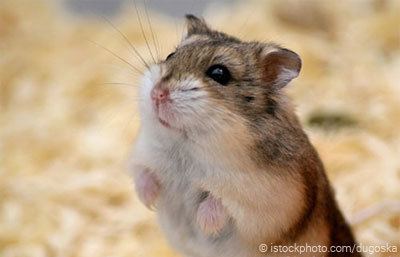 Campbell's dwarf hamster campbellsrussianhamsterjpg