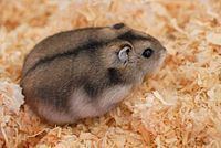 Campbell's dwarf hamster httpsuploadwikimediaorgwikipediacommonsthu