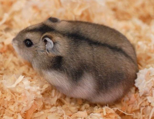 Campbell s Dwarf Hamster Everything You Need To Know With Photos Videos