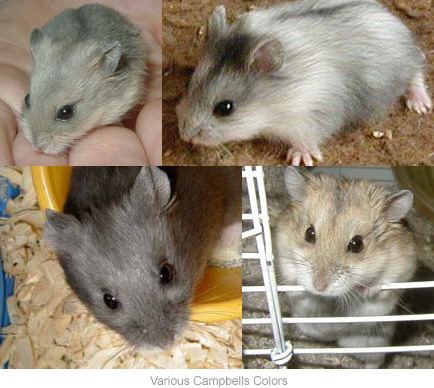 Campbell's dwarf hamster Campbells Dwarf Russian Hamsters Hamsterific