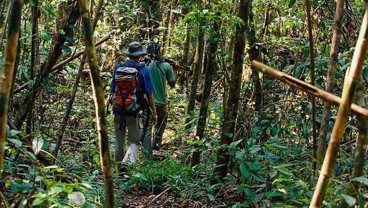 Campinarana Campinarana Cristalino Lodge