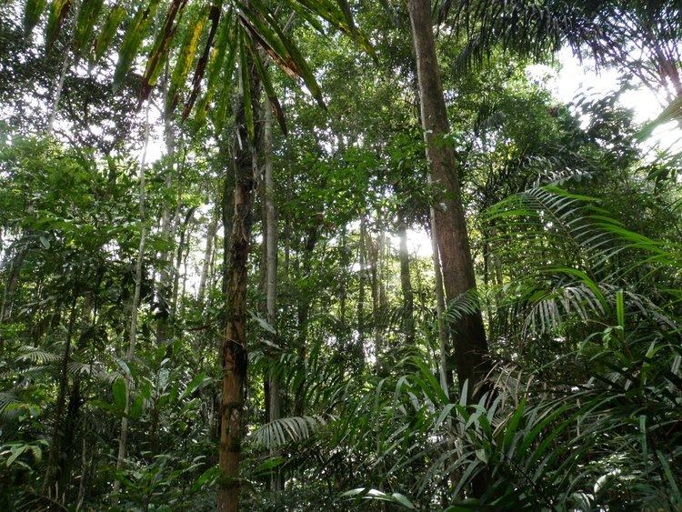 Campinarana Panoramio Photo of Campinarana Floresta Ombrfila Densa em Terra