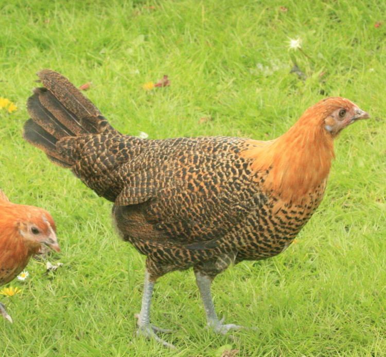 Campine (chicken) Campine For Sale Chickens Breed Information Omlet