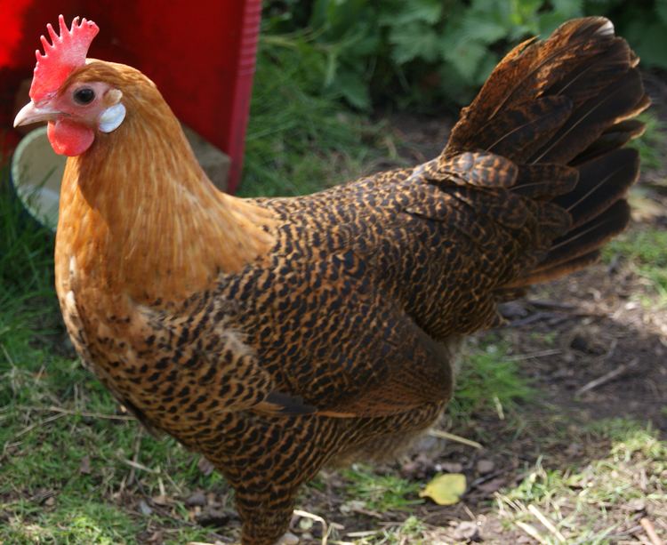 Campine (chicken) Campine For Sale Chickens Breed Information Omlet