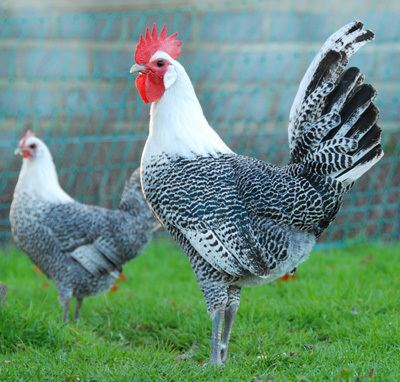 Campine (chicken) Campine Hens Wilsons Rare Breed Poultry