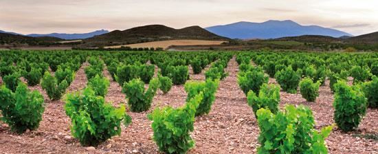 Campo de Borja (DO) La GarnachaCampo de Borja wine route in Spain Wine Routes in