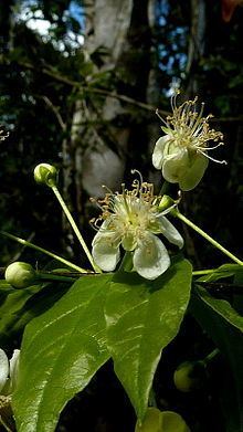 Campomanesia aromatica httpsuploadwikimediaorgwikipediacommonsthu
