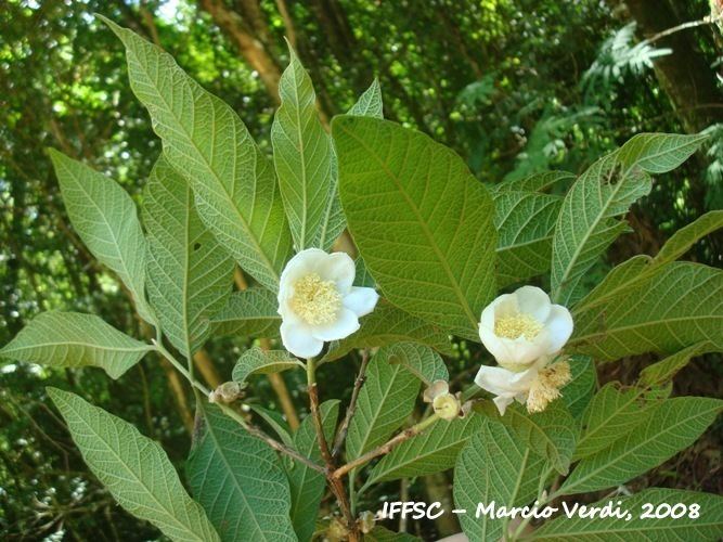 Campomanesia Flora Digital do Rio Grande do Sul e de Santa Catarina Campomanesia