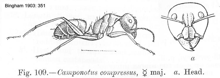 Camponotus compressus Miscellaneous Ants from Europe amp the Middle East