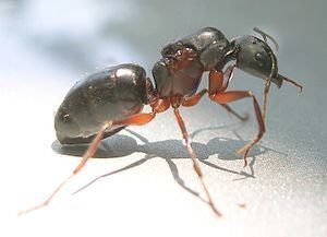 Camponotus compressus Camponotus compressus Wikipedia