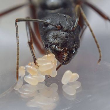 Camponotus compressus Camponotus compressus AntWiki