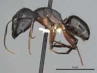 Camponotus compressus wwwantwikiorgwikiimagesthumb003Camponotus