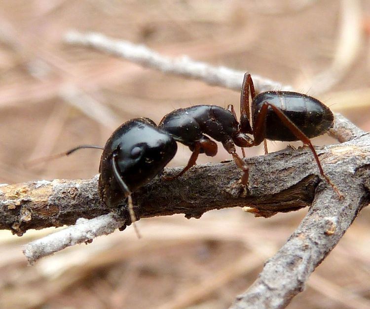 Camponotus empedocles