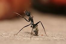 Camponotus flavomarginatus httpsuploadwikimediaorgwikipediacommonsthu