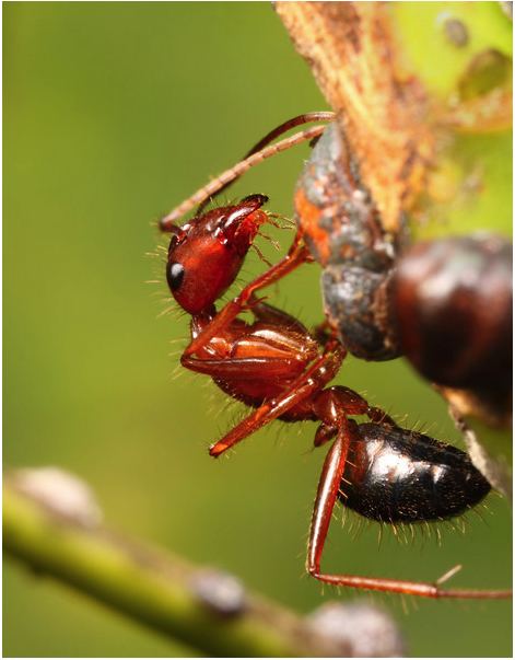 Camponotus floridanus hymenopteragenomeorgcamponotussiteshymenoptera