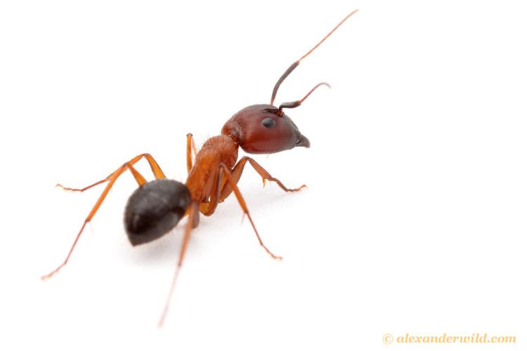 Camponotus floridanus Alex Wild Photography Photo Keywords camponotus floridanus