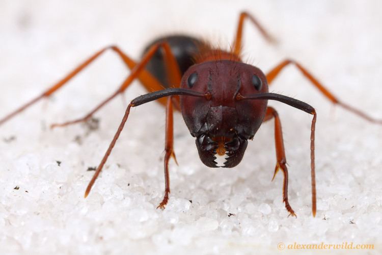 Camponotus floridanus Alex Wild Photography Photo Keywords camponotus floridanus