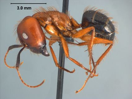 Camponotus floridanus Camponotus Myrmothrix floridanus Buckley