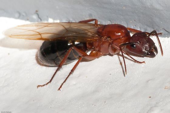 Camponotus floridanus Is this a Queen Camponotus floridanus BugGuideNet