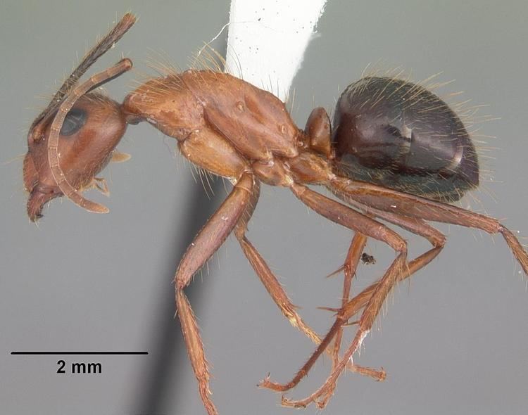 Camponotus floridanus FileCamponotus floridanus casent0103673 profile 1jpg Wikimedia