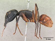 Camponotus gigas Camponotus gigas Wikipedia