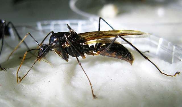 Camponotus gigas Photos and Info on Ants and Termites of Malaysia Photos of