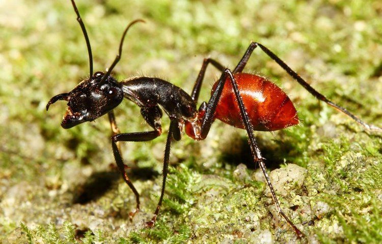 Camponotus gigas Ants The Ants of Singapore