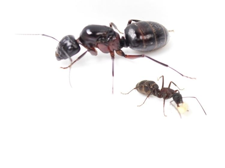 Camponotus herculeanus httpswwwantstorenetshopimagesproductimage