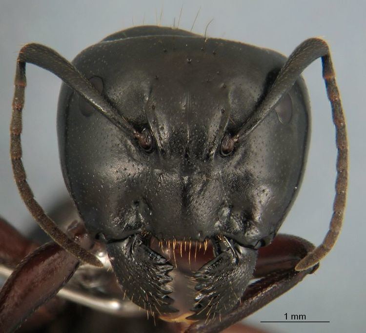 Camponotus herculeanus Camponotus herculeanus